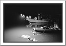 Cormorant fishing